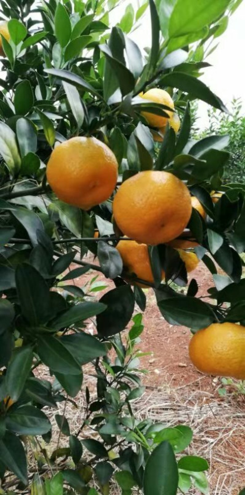 蜜橘南丰蜜橘，清香橘，大叶蜜橘，皇帝柑，脐橙，世纪红