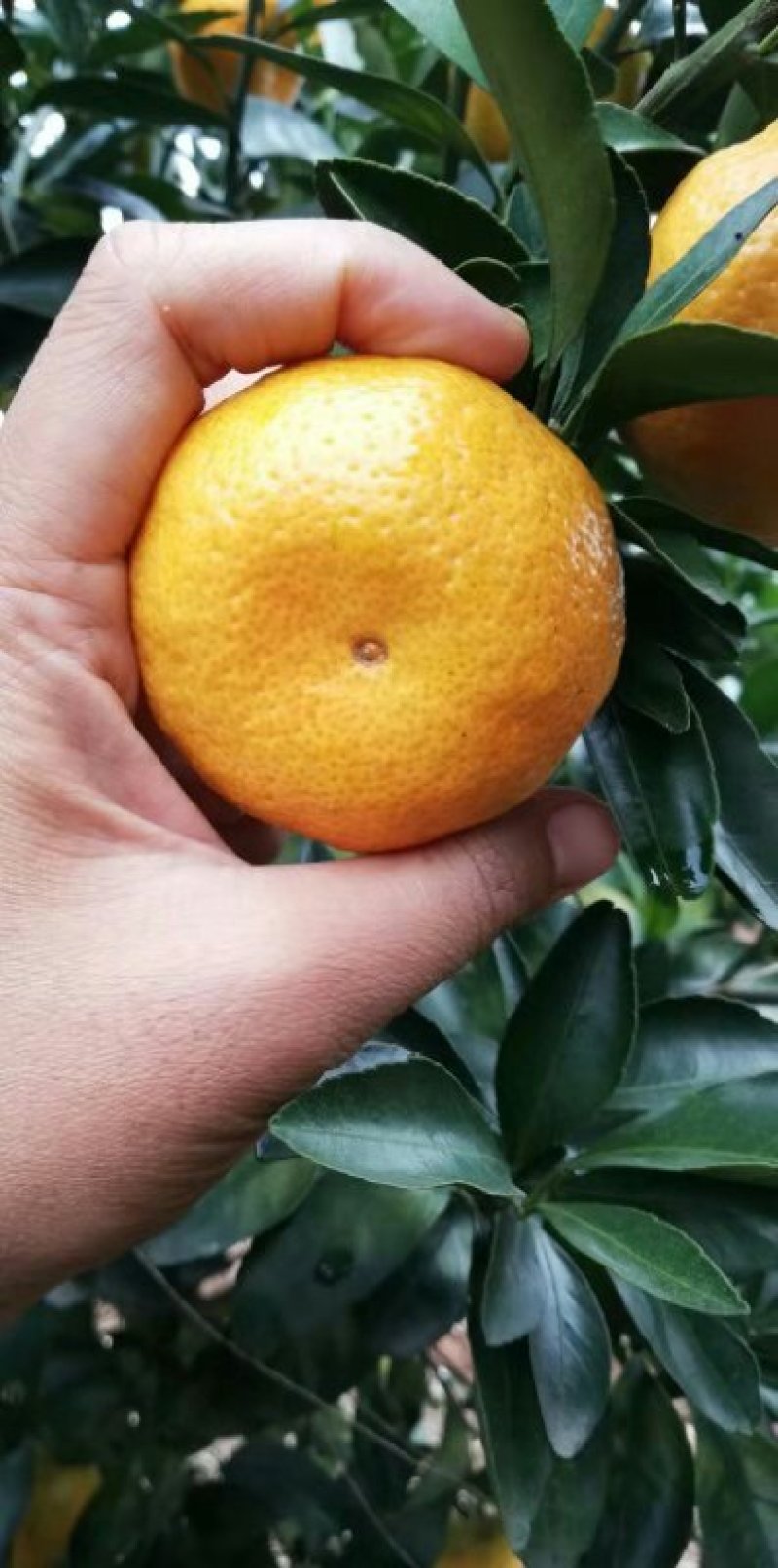 蜜橘南丰蜜橘，清香橘，大叶蜜橘，皇帝柑，脐橙，世纪红