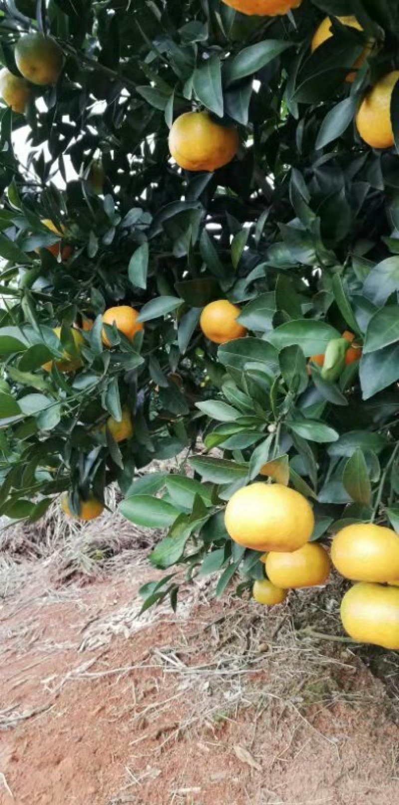 蜜橘南丰蜜橘，清香橘，大叶蜜橘，皇帝柑，脐橙，世纪红
