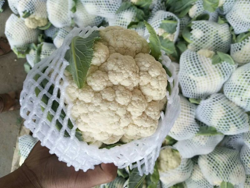 蔬菜