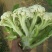 蔬菜