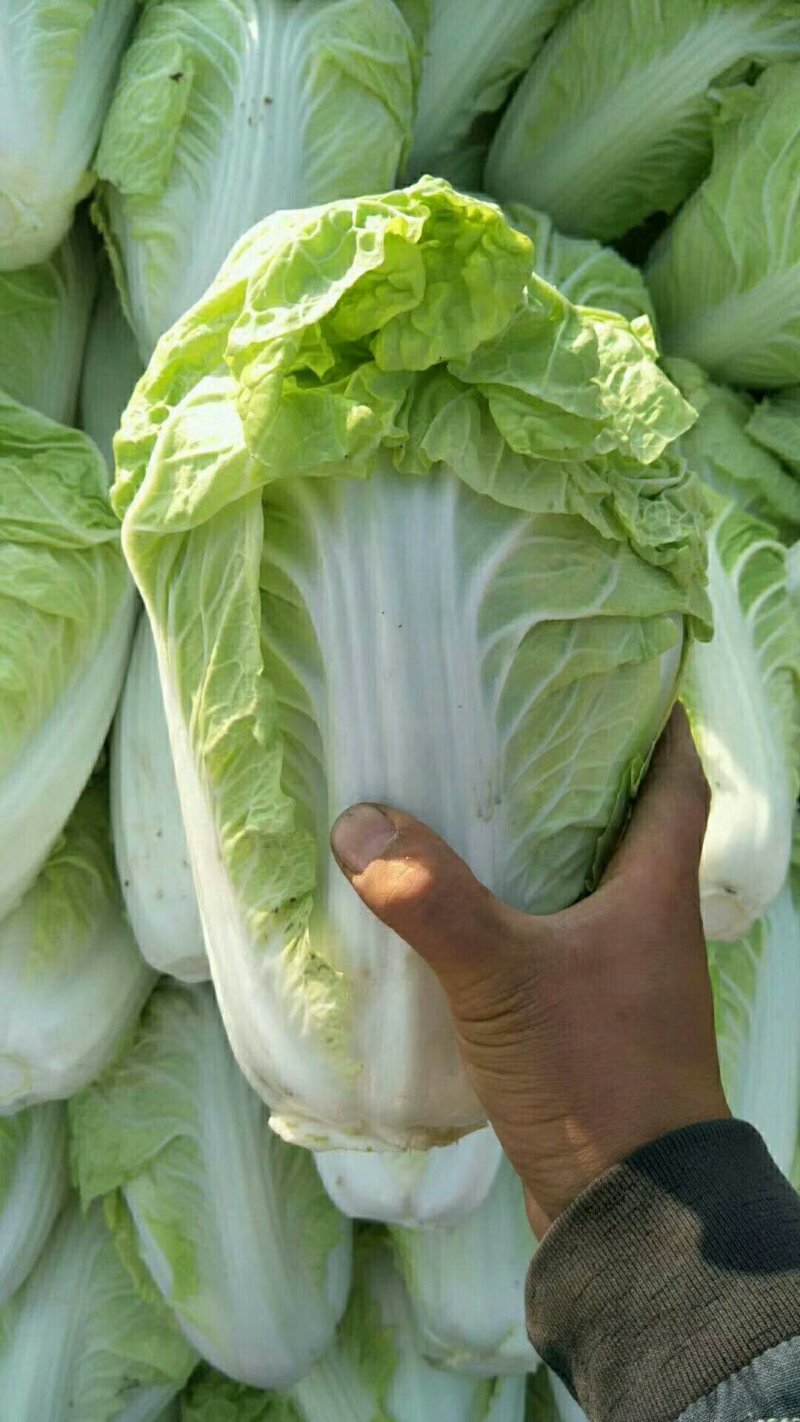 蔬菜