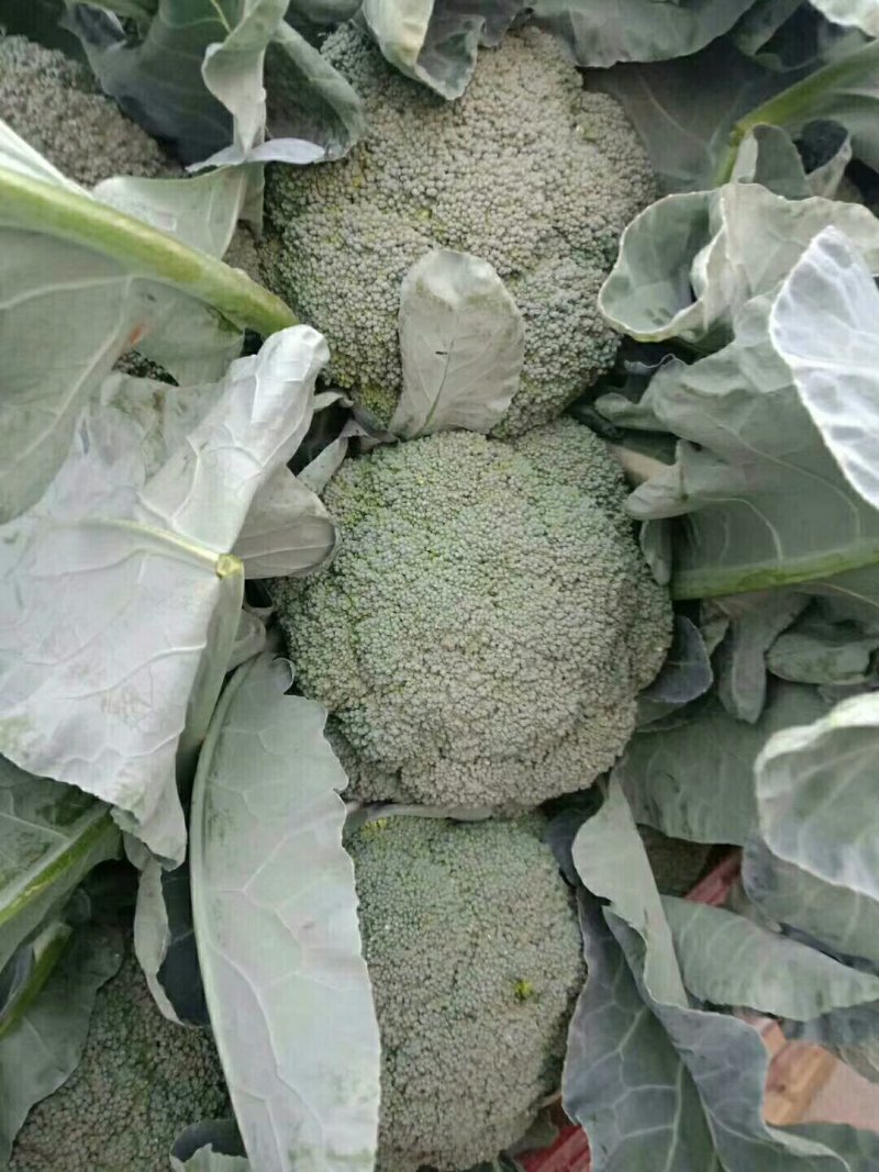 散花