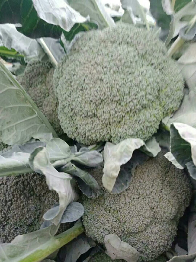 散花