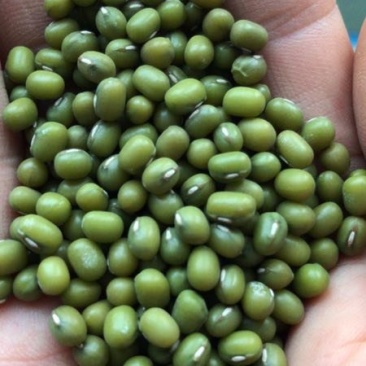 精品绿豆，有芽豆，商品豆。