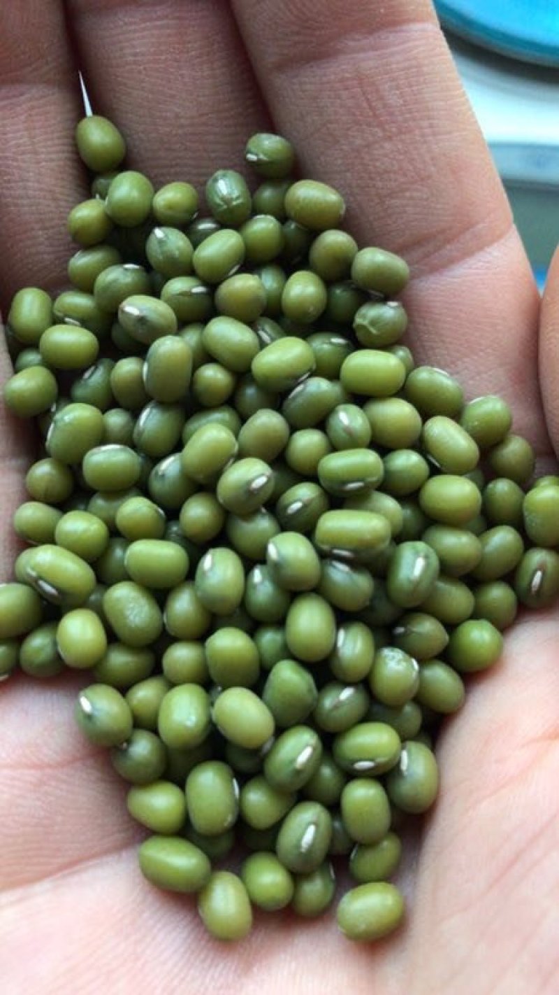 精品绿豆，有芽豆，商品豆。