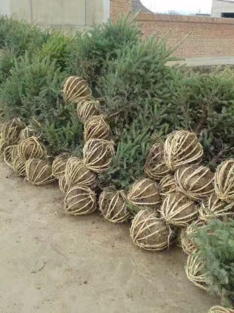 精品两米云杉，两米云杉