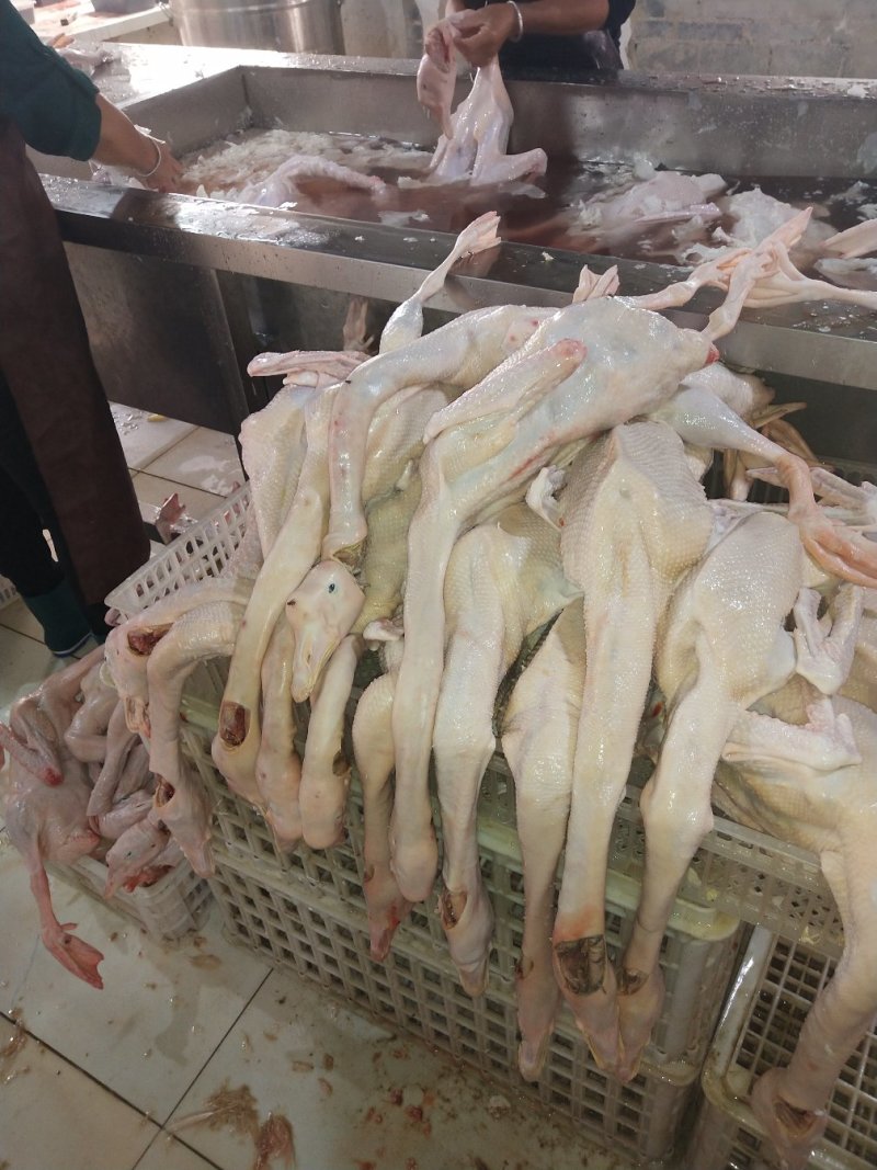 大白鹅，鹅肉，白条鹅，老鹅，土鹅