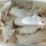 小耳朵乳猪冷冻烤乳猪优质批发，3头以上包邮