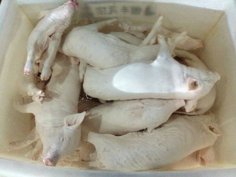 小耳朵乳猪冷冻烤乳猪优质批发，3头以上包邮