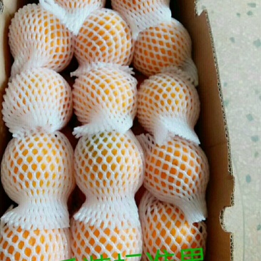 赣南脐橙自销自产一手货源