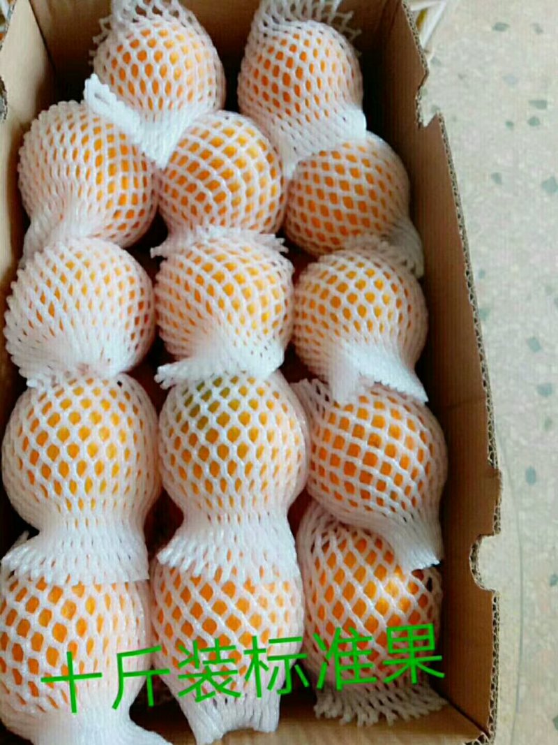 赣南脐橙自销自产一手货源