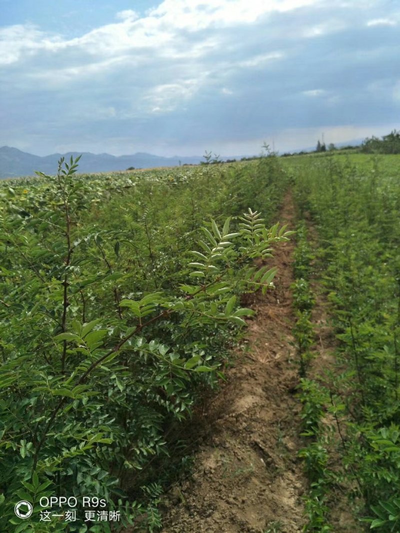 狮子头花椒苗二年花椒苗