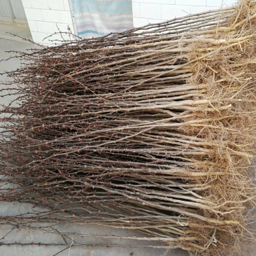 狮子头花椒苗二年花椒苗