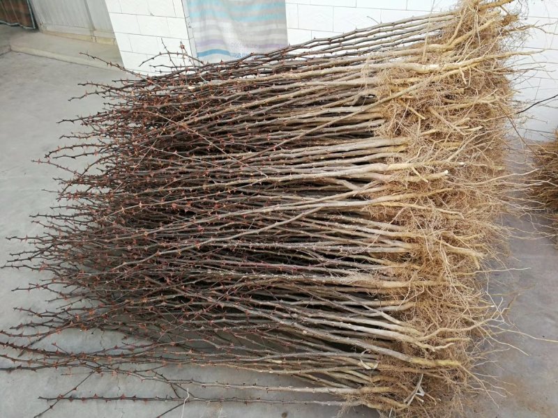 狮子头花椒苗二年花椒苗