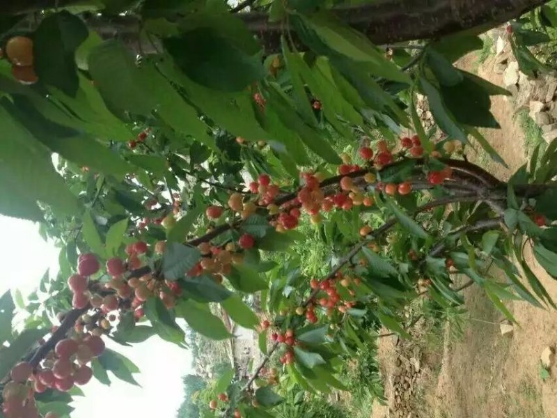 红灯大樱桃苗栽培简单易成活品种保障两证一签