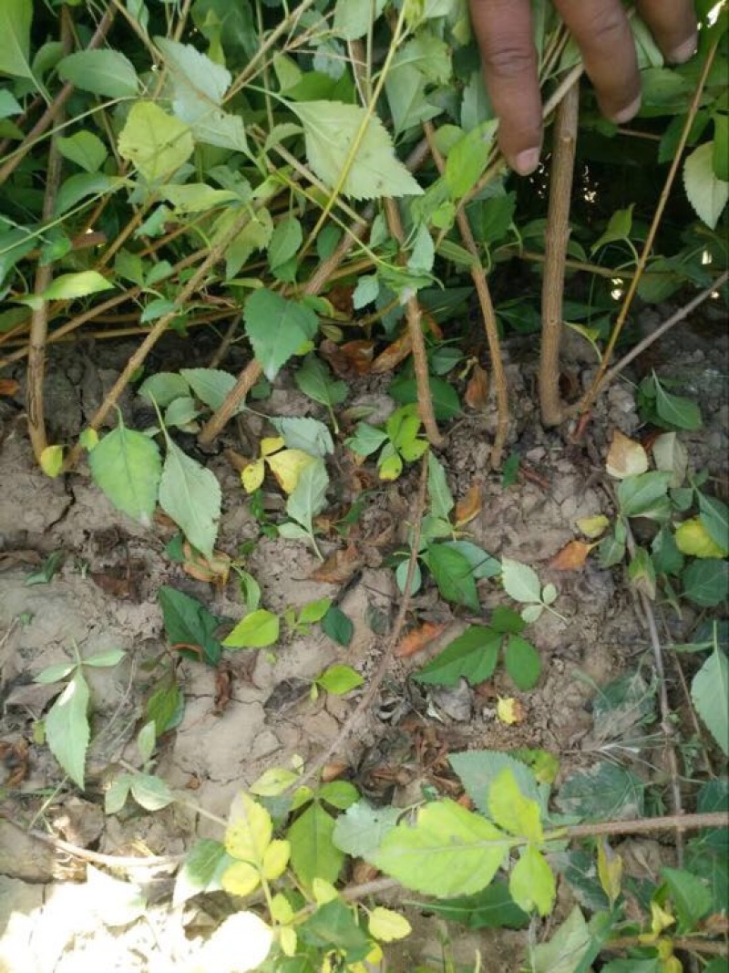 连翘苗50~60cm