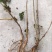 连翘苗50~60cm