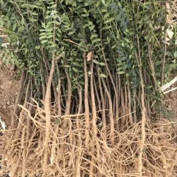 文冠果苗状元花文官果木瓜苗基地直发量大优惠欢迎咨询