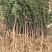 文冠果苗状元花文官果木瓜苗基地直发量大优惠欢迎咨询