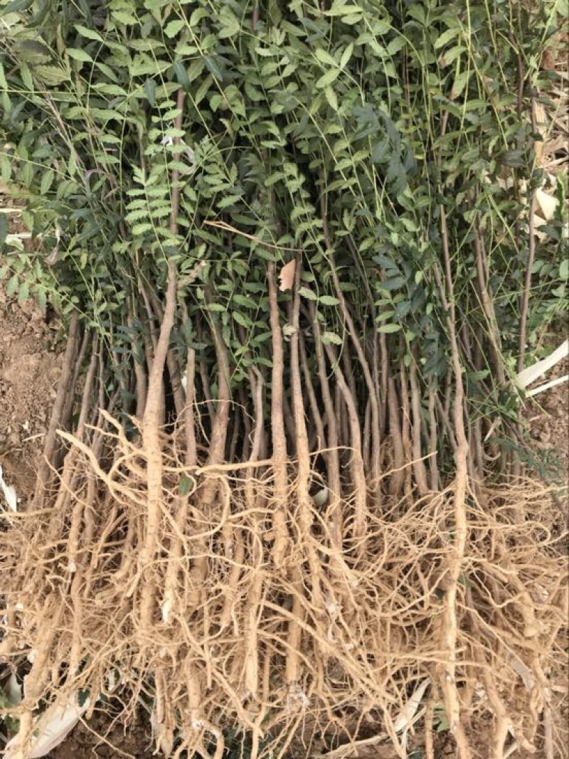 文冠果苗状元花文官果木瓜苗基地直发量大优惠欢迎咨询