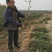 文冠果苗状元花文官果木瓜苗基地直发量大优惠欢迎咨询