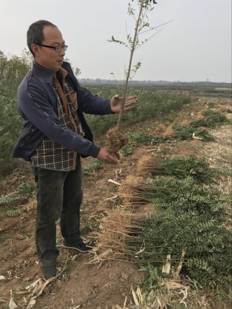 文冠果苗状元花文官果木瓜苗基地直发量大优惠欢迎咨询