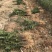 文冠果苗状元花文官果木瓜苗基地直发量大优惠欢迎咨询