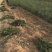 文冠果苗状元花文官果木瓜苗基地直发量大优惠欢迎咨询
