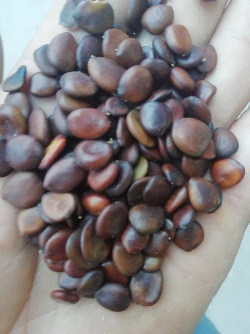 皮扁豆