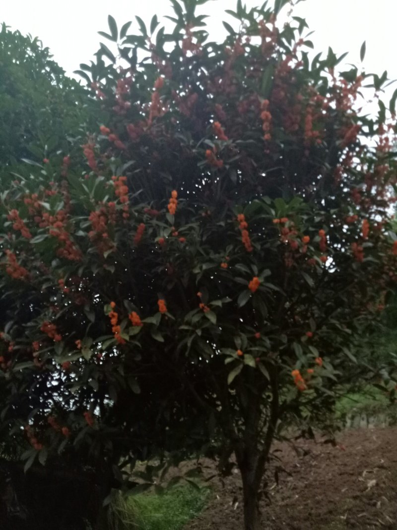 桂花，丹桂，金桂