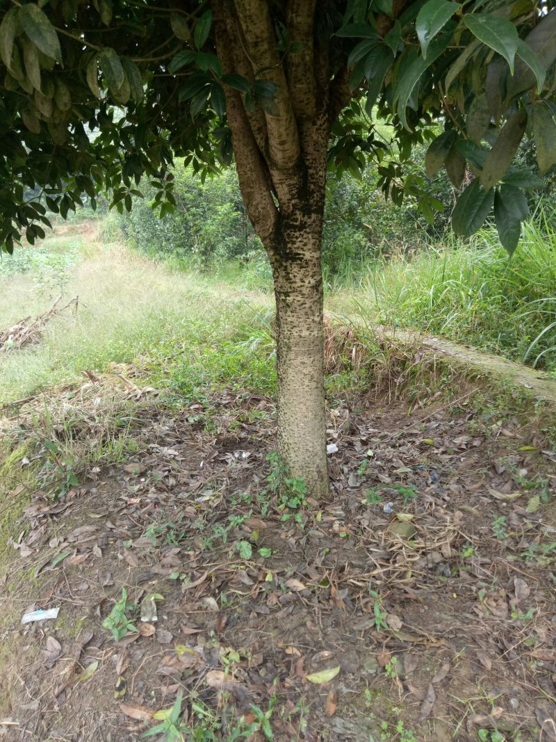 桂花，丹桂，金桂