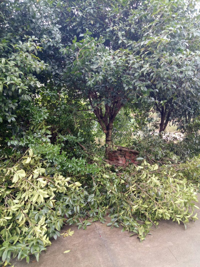 桂花，丹桂，金桂
