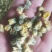 药用菊花