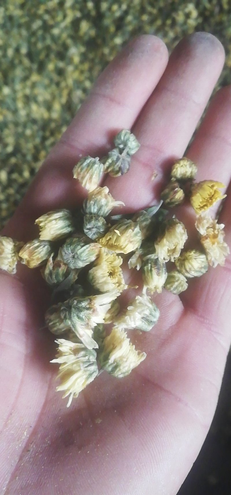 药用菊花