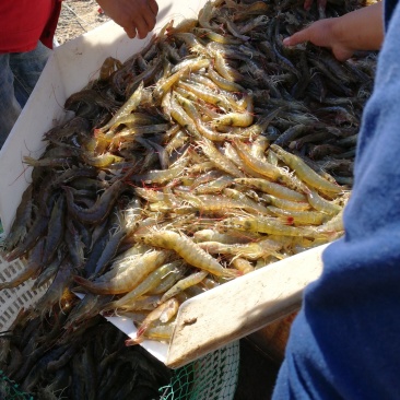 对虾干