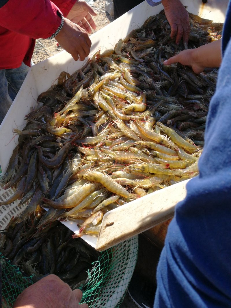 对虾干