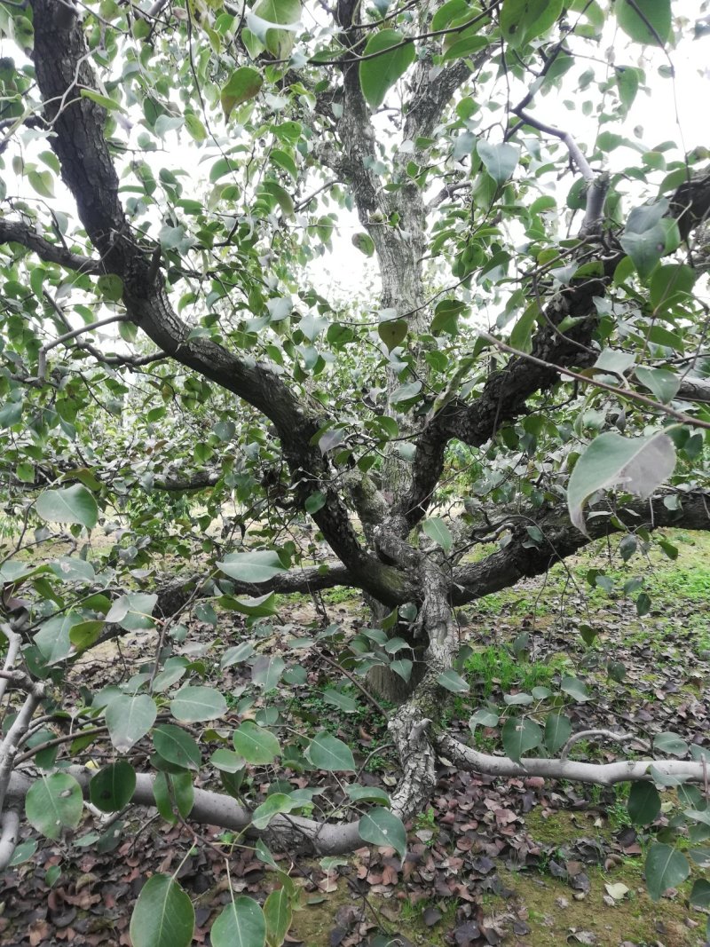 百年大梨树，树形优美。大量供应