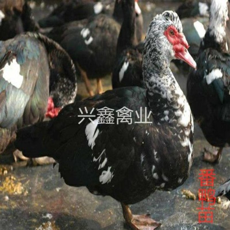 番鸭苗