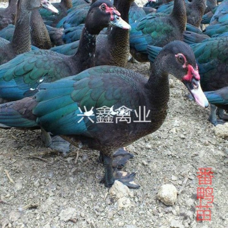 番鸭苗