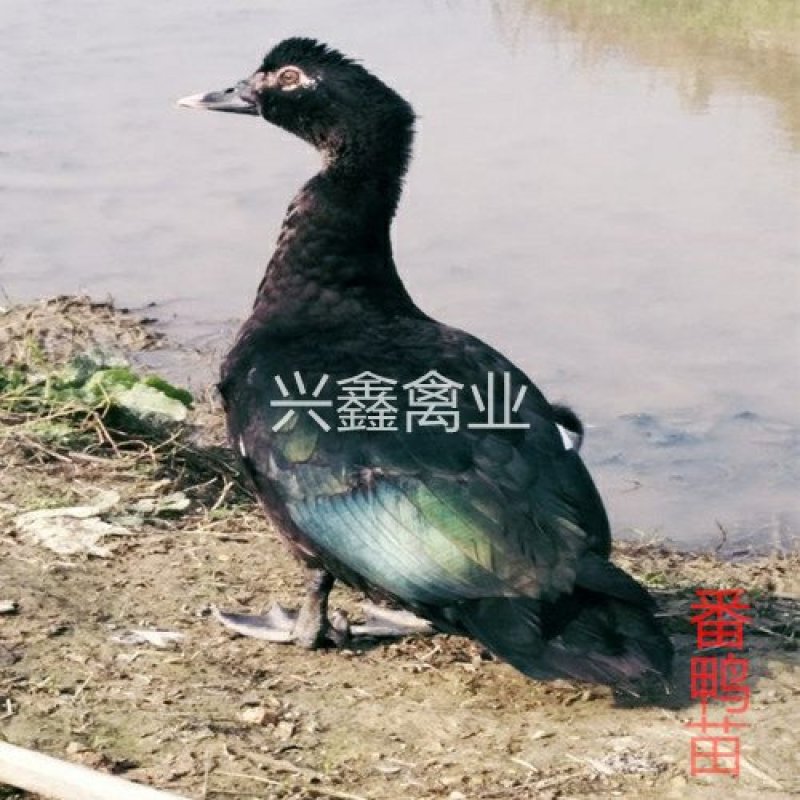 番鸭苗