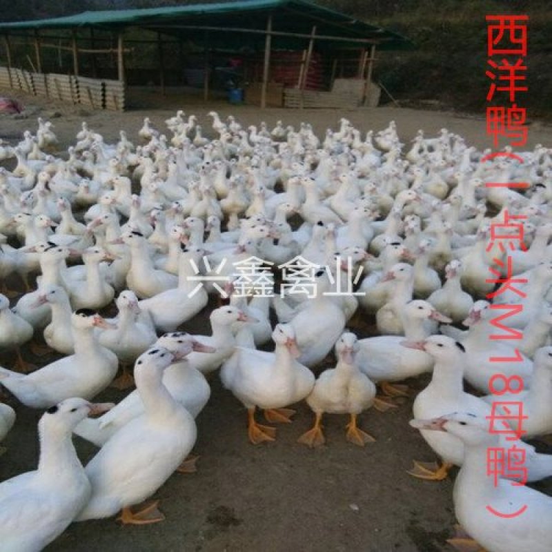 西洋鸭苗