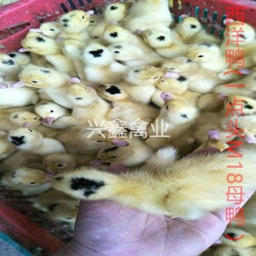 西洋鸭苗