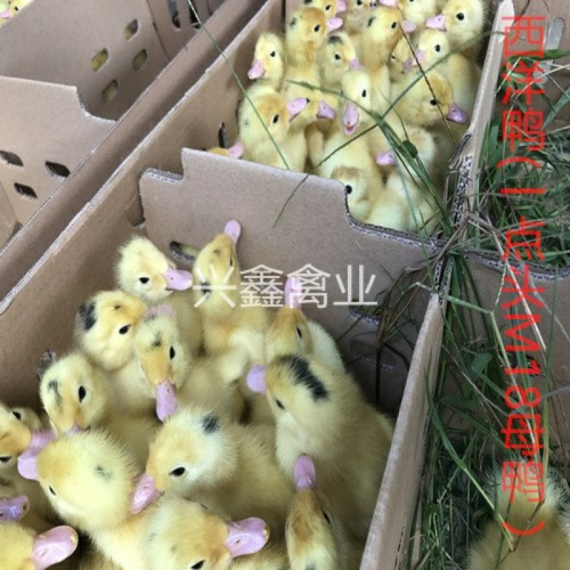 西洋鸭苗