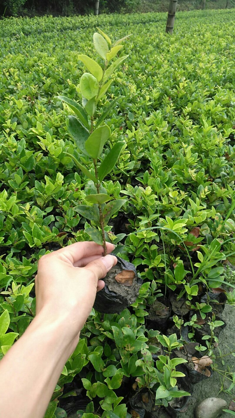 小杯杜鹃