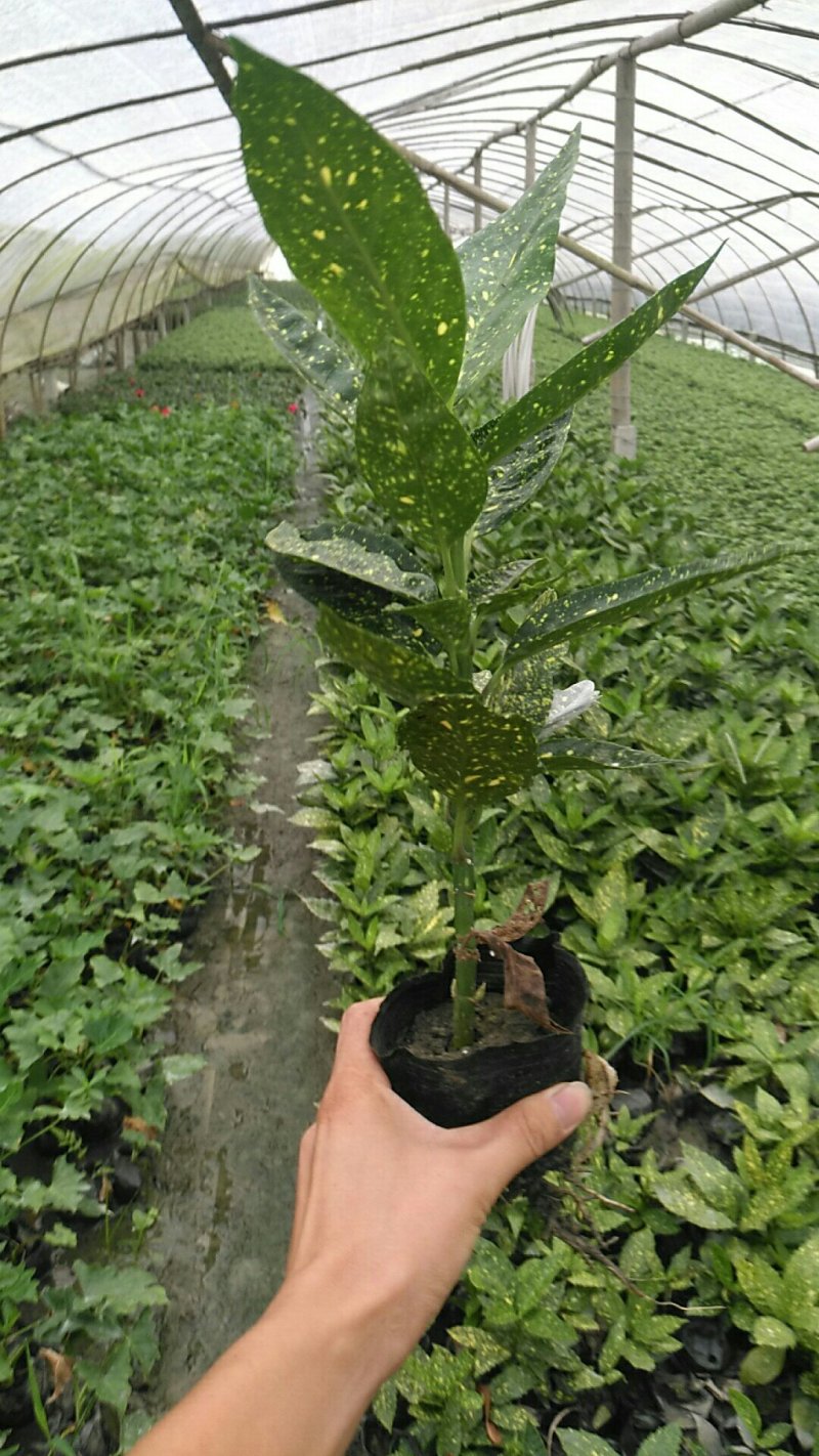 小杯杜鹃