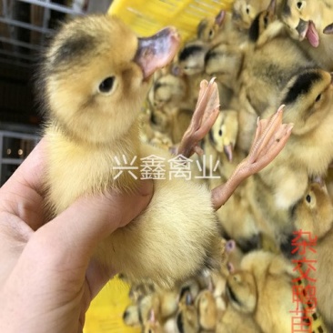 杂交鸭苗