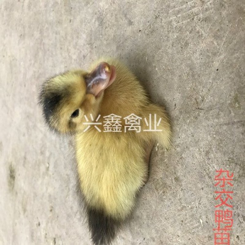 杂交鸭苗