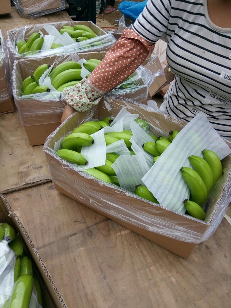 威廉斯香蕉云南金平原产地供应全国发货可视频看货