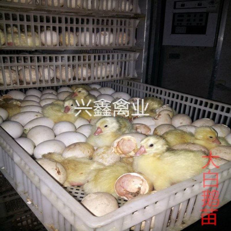 大白鹅苗